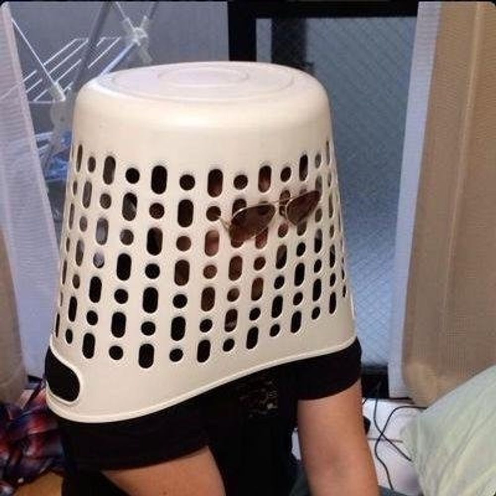 しば