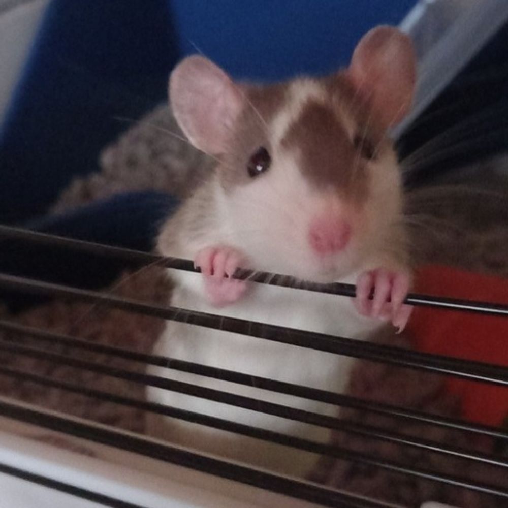 The account with Ratitude 🐀 