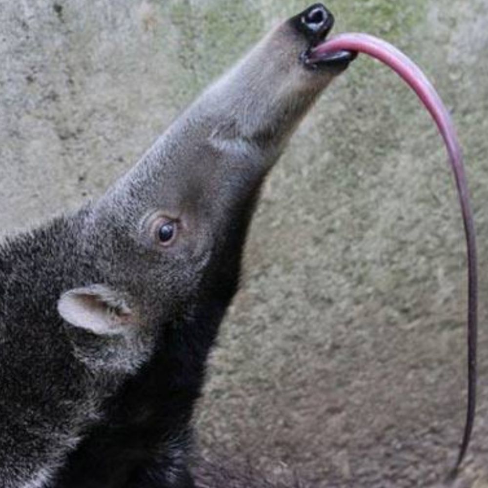Tamandua_Pedreira