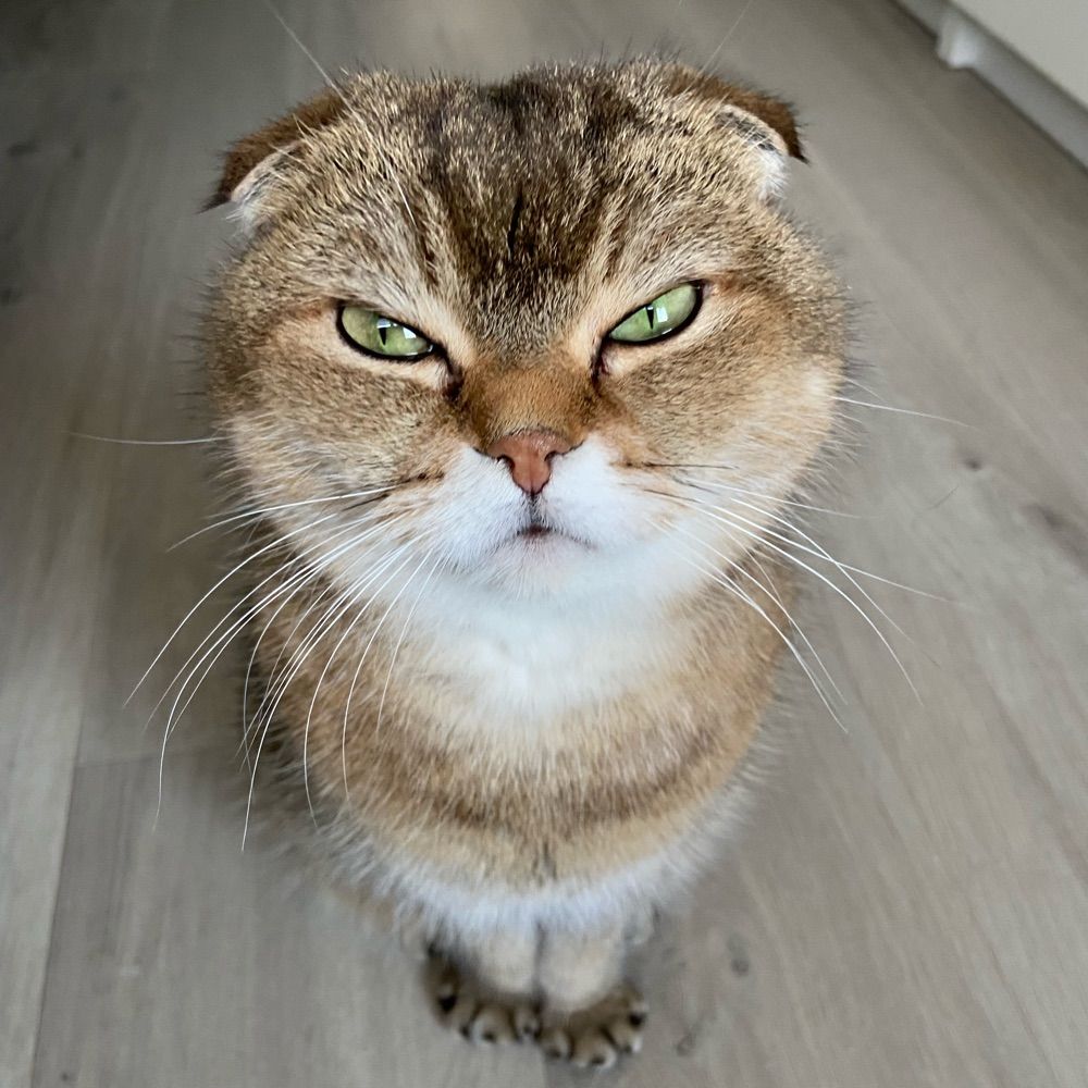 Noodles the Cat