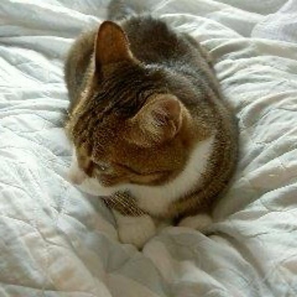 つきねこ
