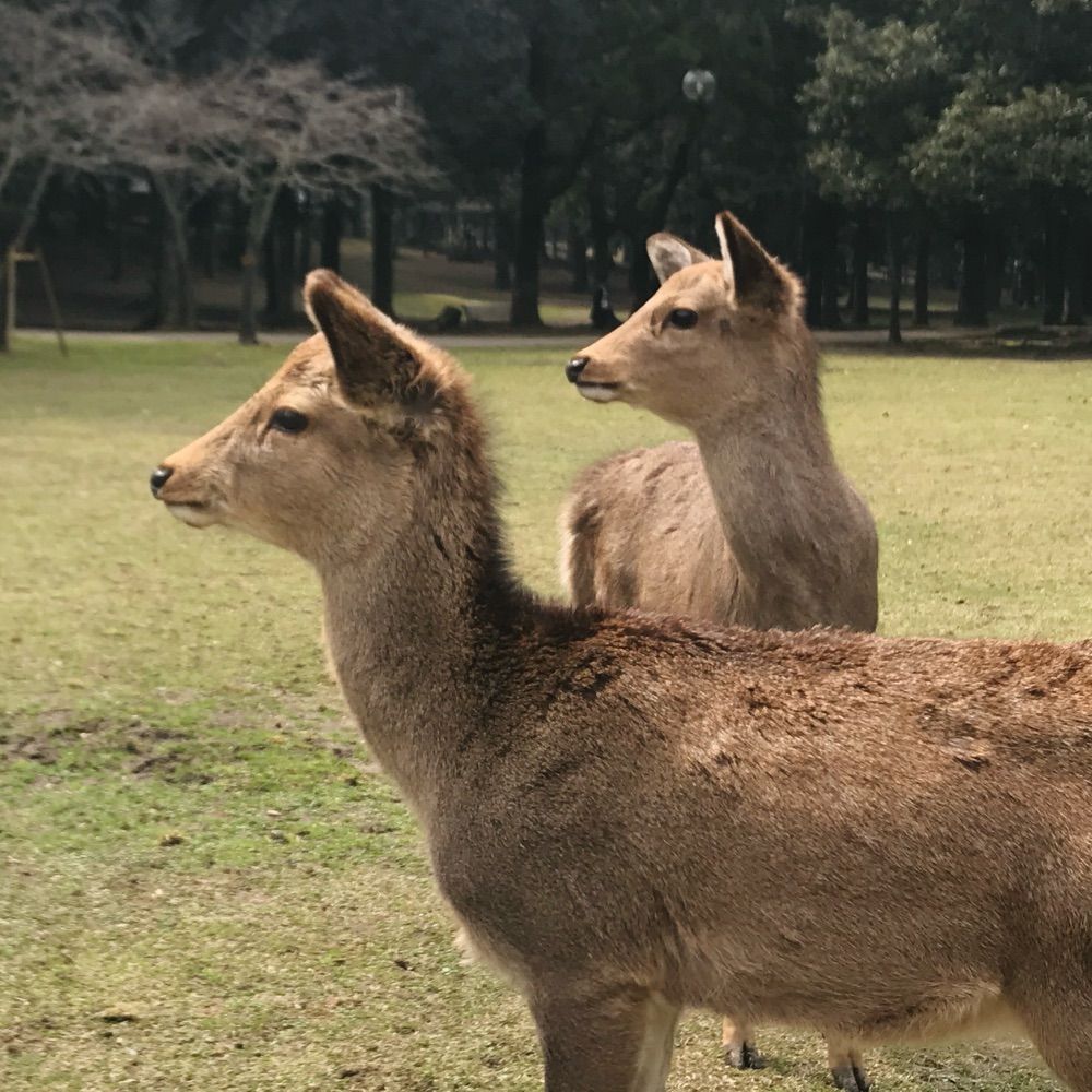 okunokentaro