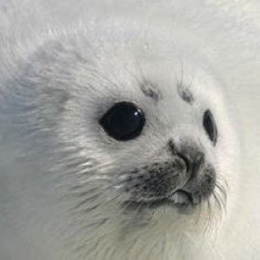 すゞ⋆⸜🔔⸝‍⋆