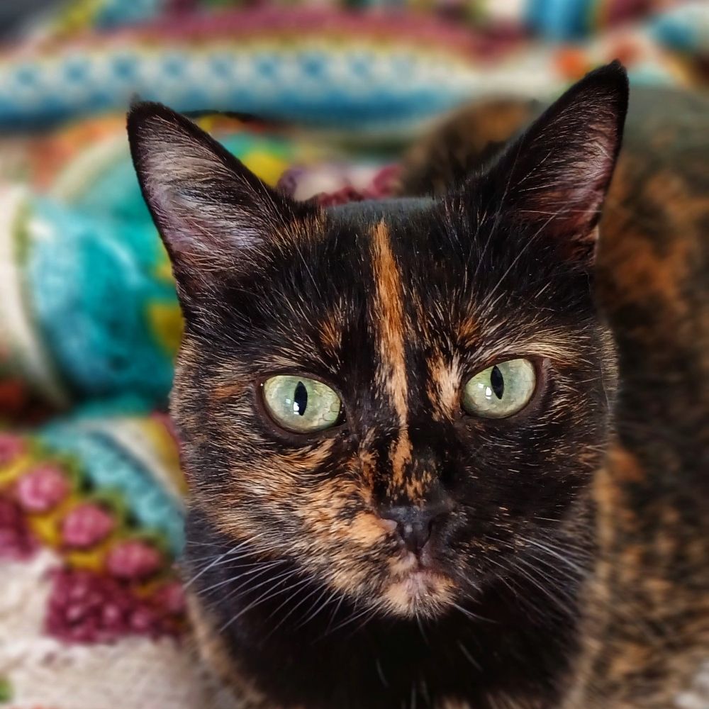 Tasha The Tortie
