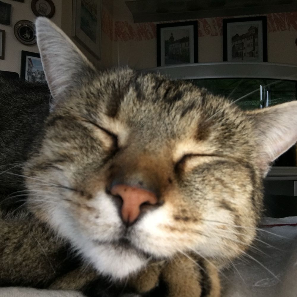 franz