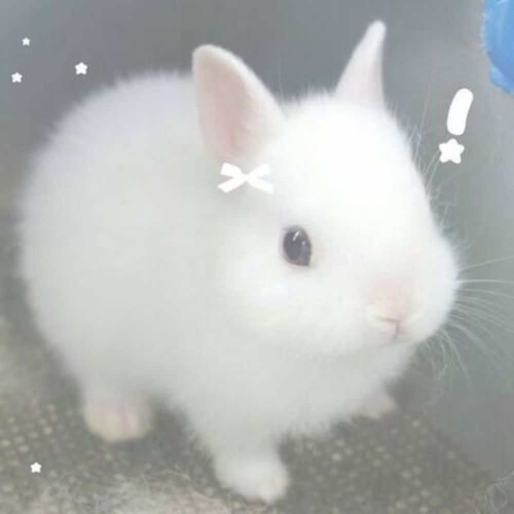 𝐿𝑖𝑡𝑡𝑙𝑒 𝑏𝑢𝑛𝑛𝑦🐇