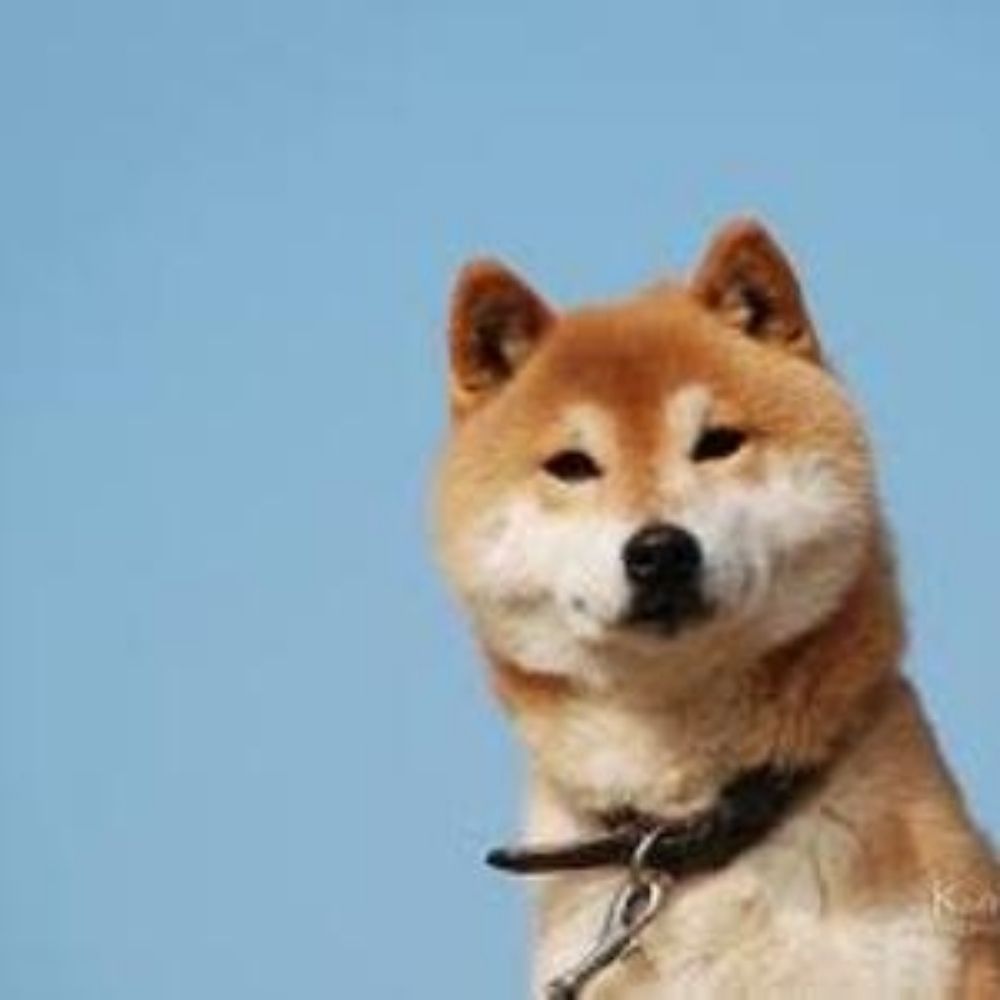 サンシタ