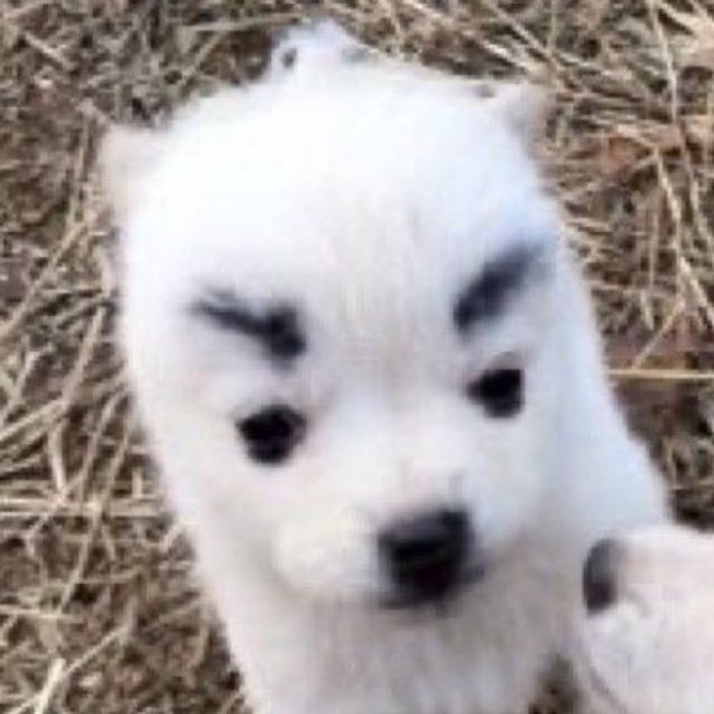 뉴브