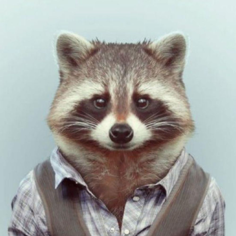 raccoon