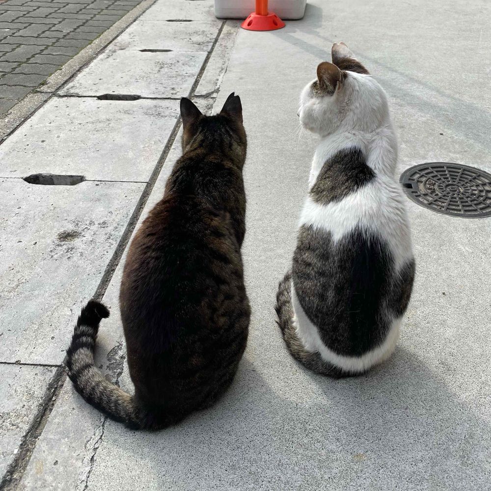 カレー猫🍛🐈🐾