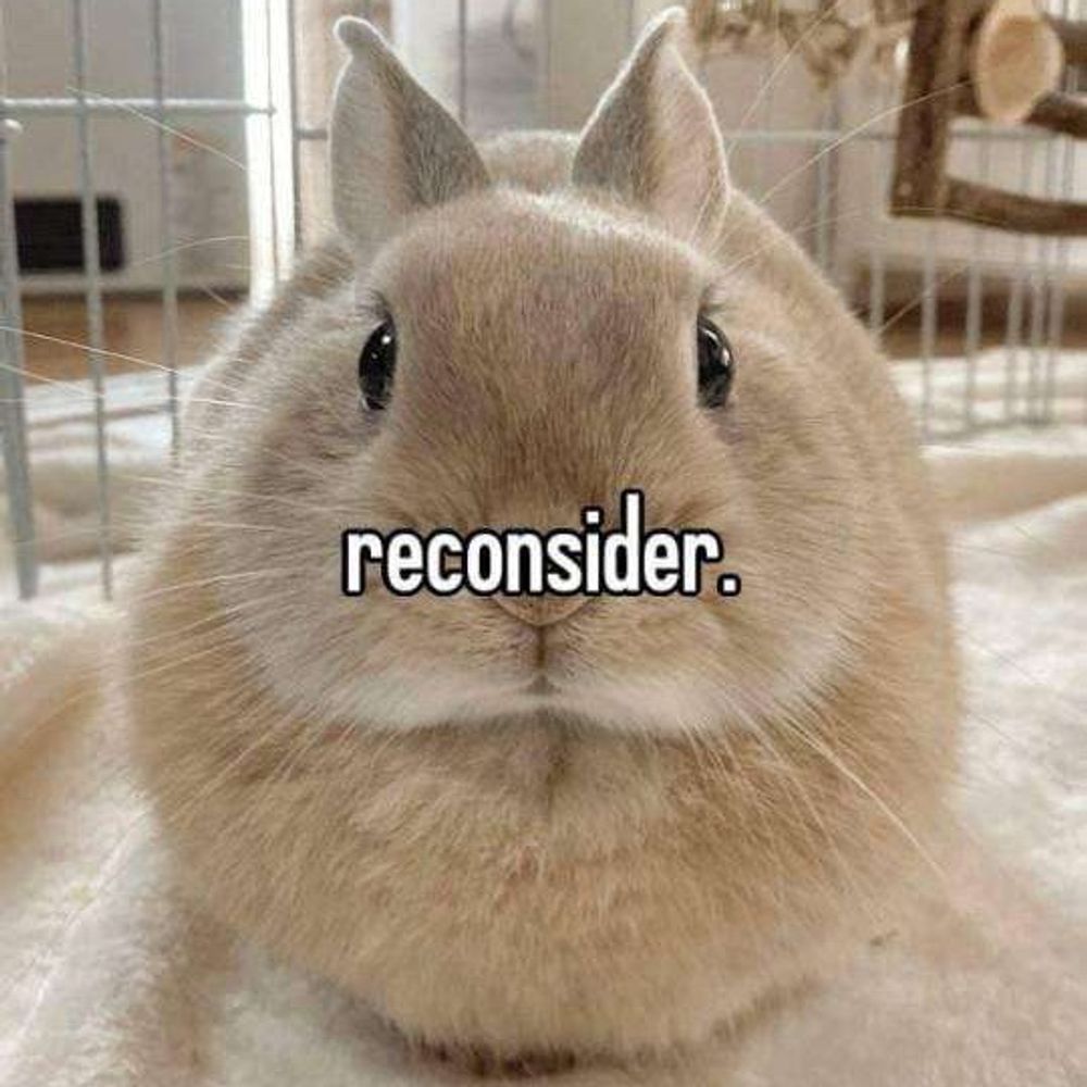TheCuriousRat