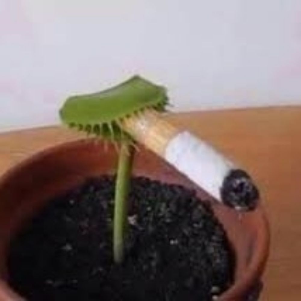 Polexo 