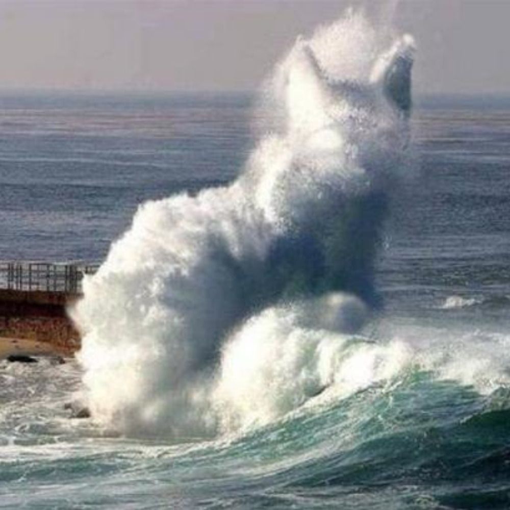 Catwave MFC