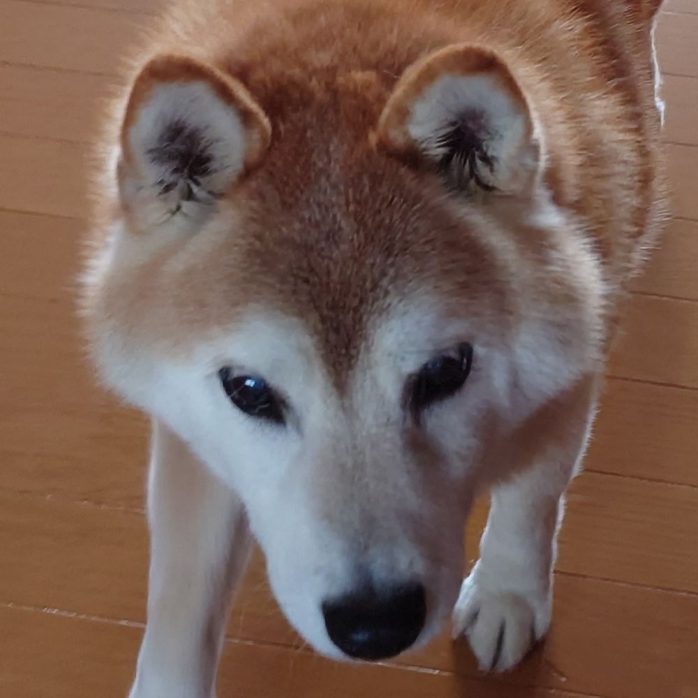 イッヌ🐶佐々木さん