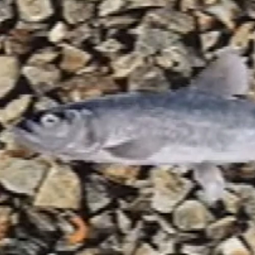 akimalo