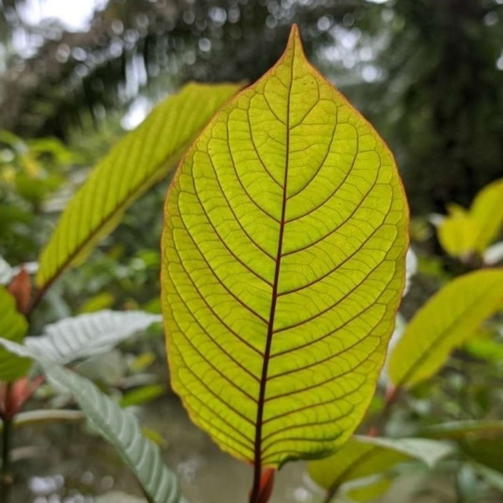 Kratomlove