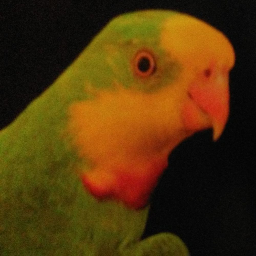 Superb Parrot