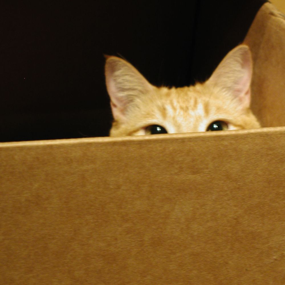 kittyshrink