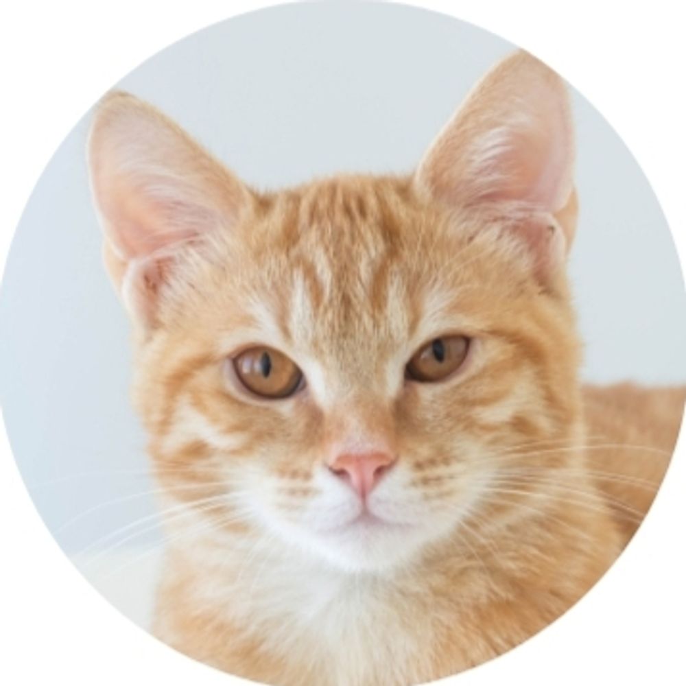 Profile picture catmoment.bsky.social