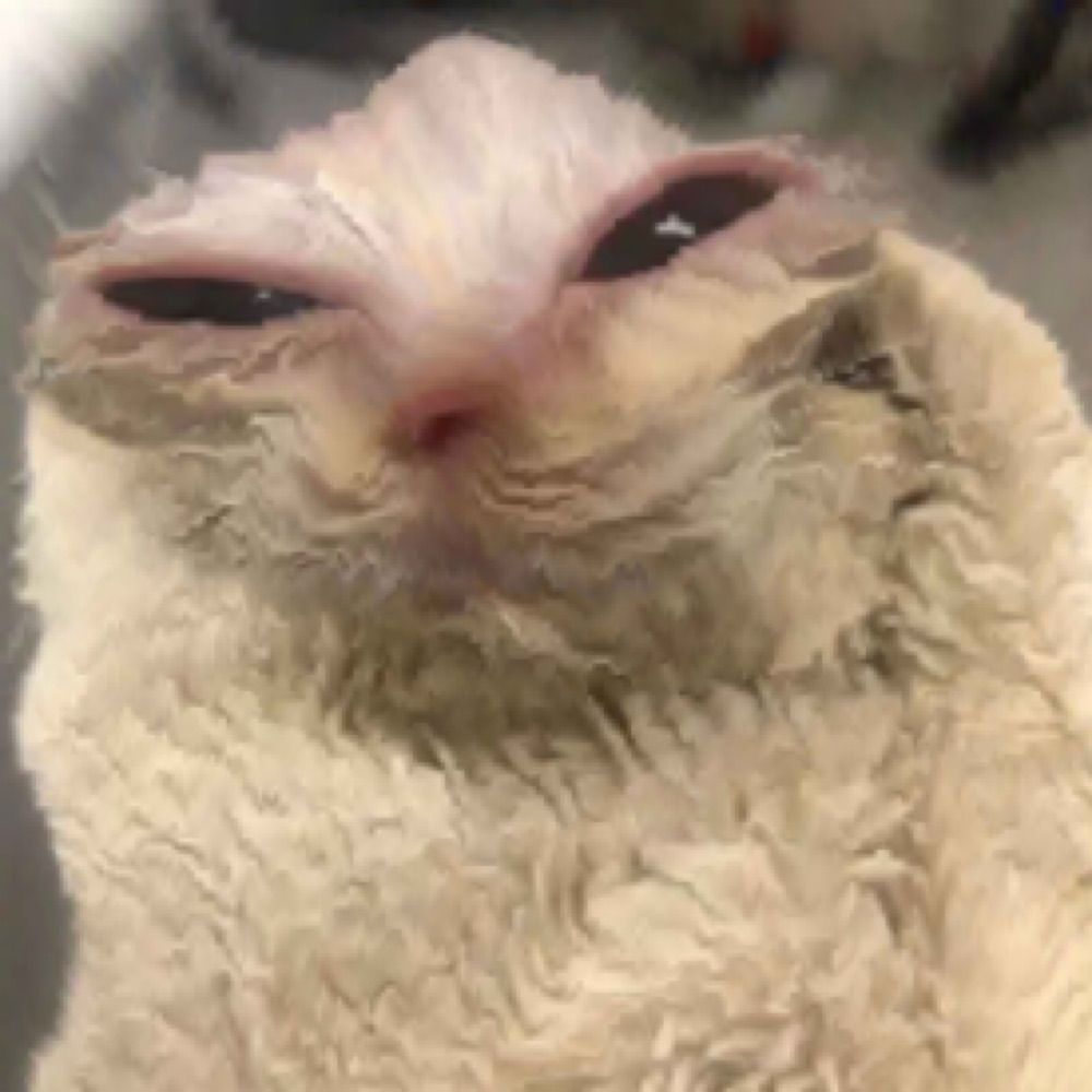 Kin