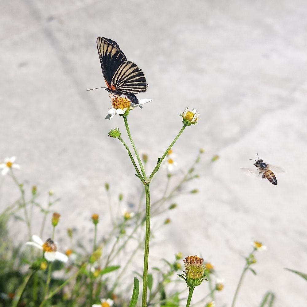 ro🦋