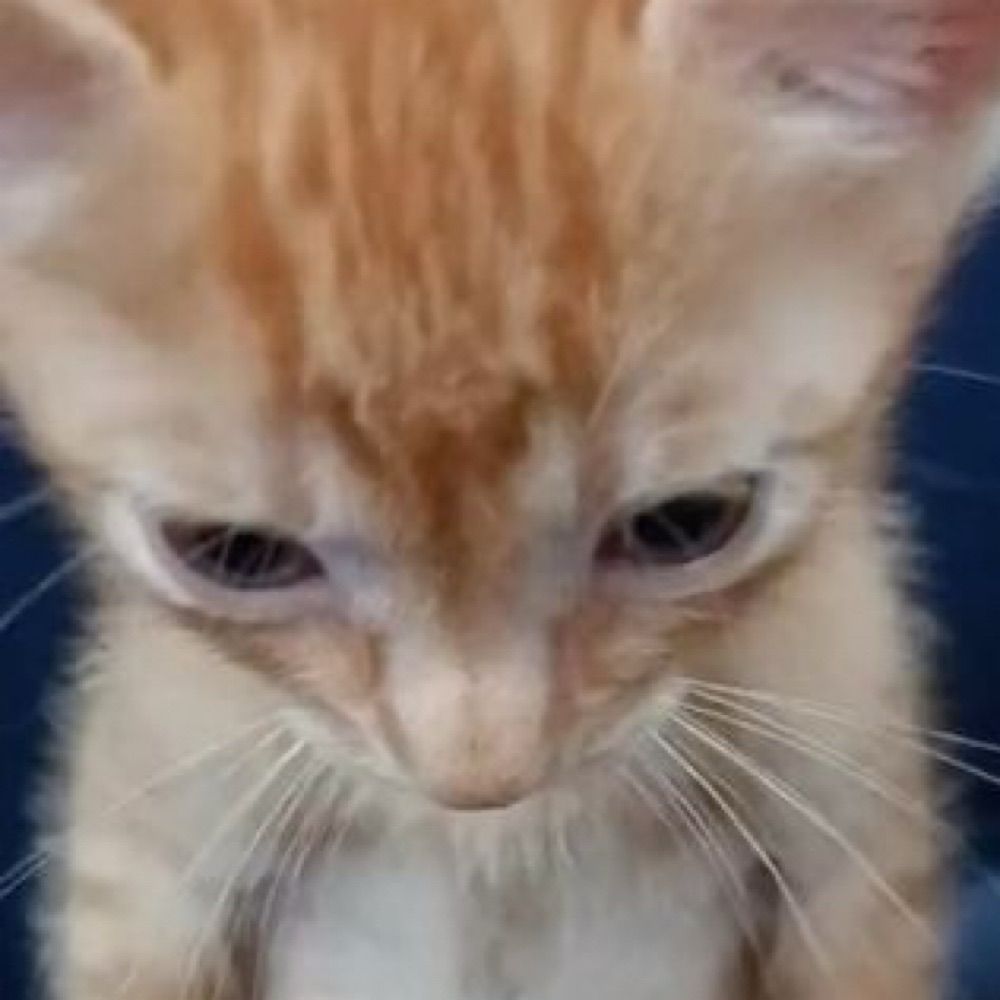Silly Cattos