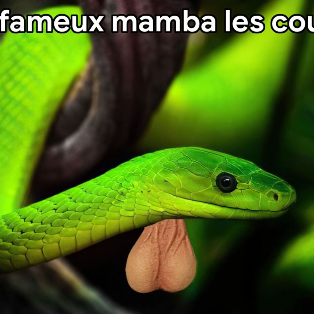 Hadès, coupe-file massif ♿️🏳️‍⚧️🇵🇸🏳️‍🌈