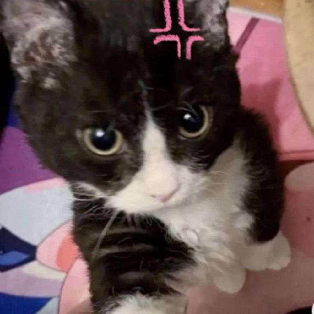gigi