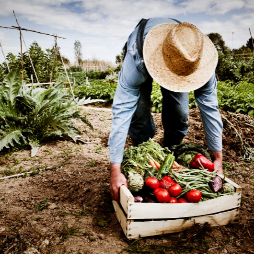 Vegetable Gardening