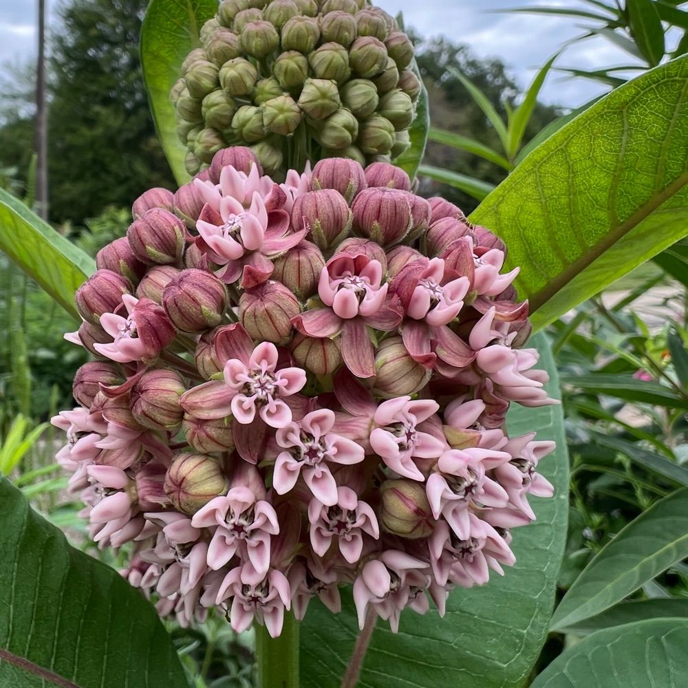 Novice Native Gardener in Central Illinois