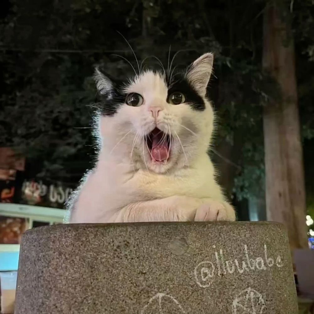 meowmeow:33