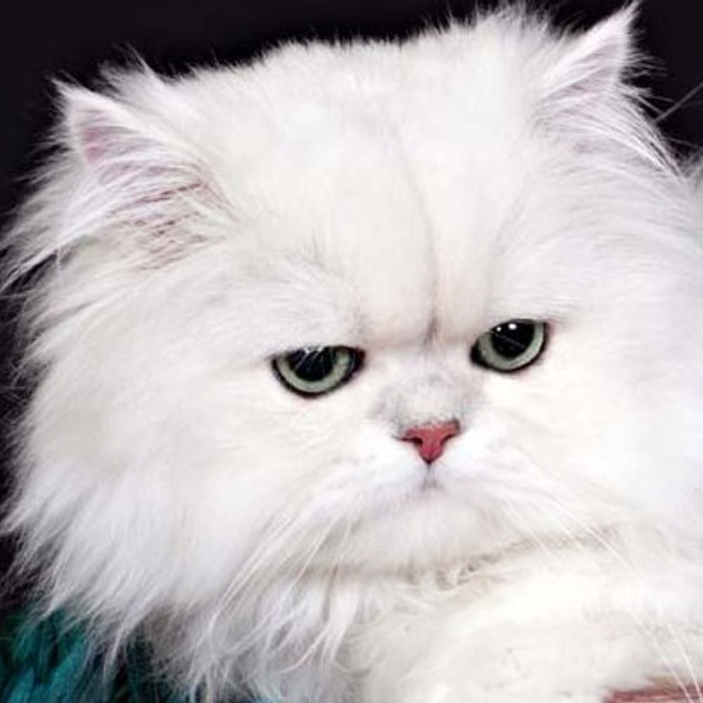Blofeld's Cat