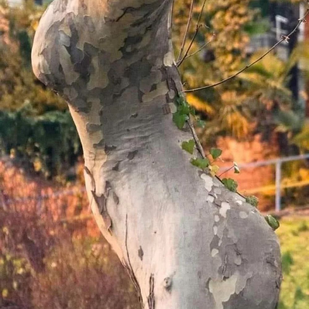 headlessautumn