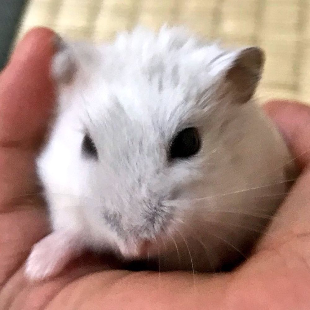 sorakei