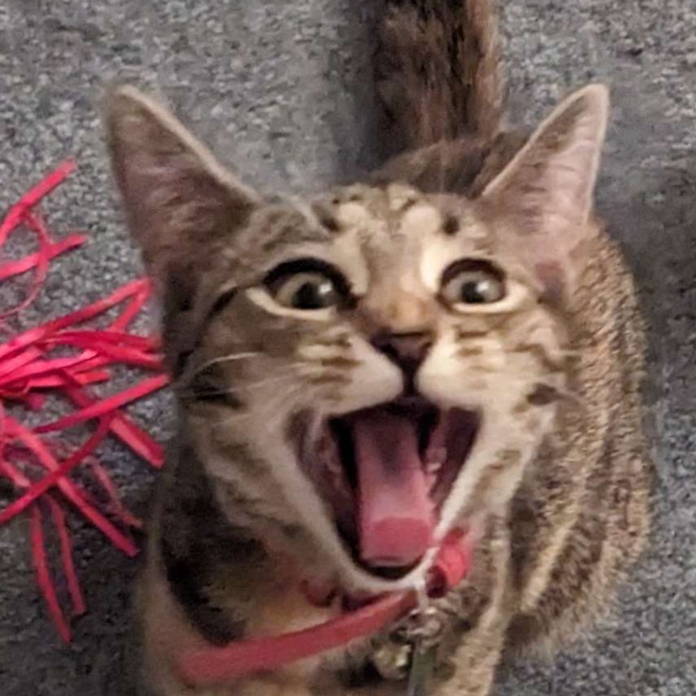 Snerbert The Destroyer
