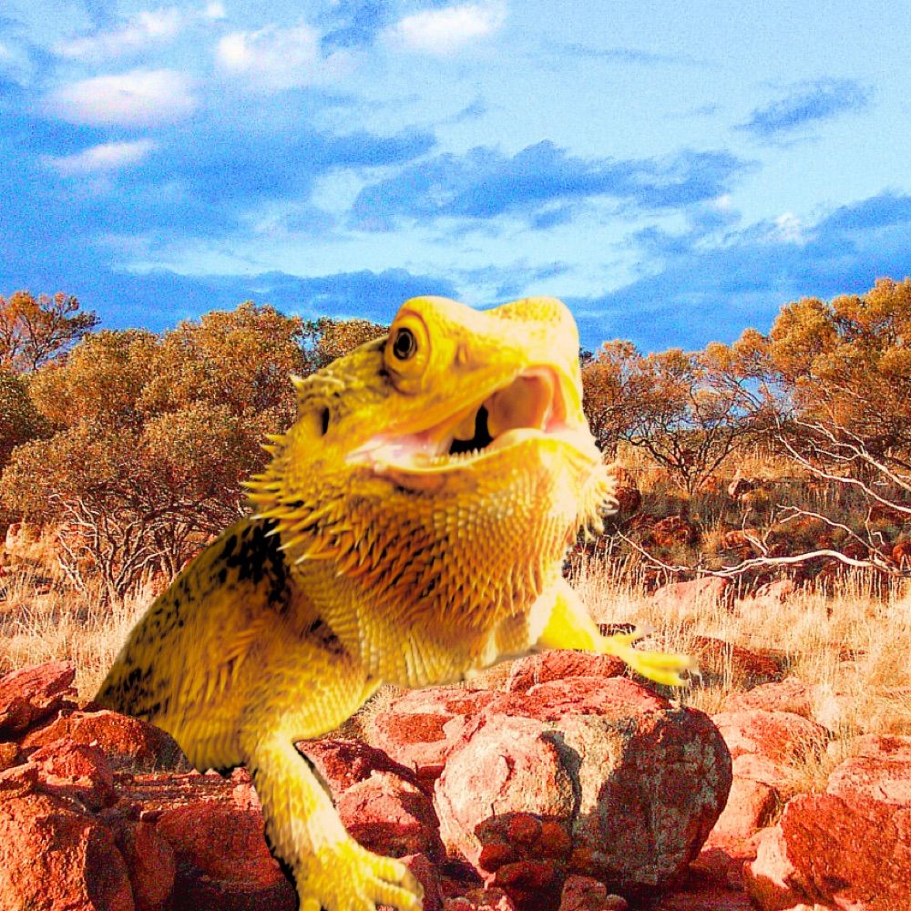 Sir Luke the Bearded Dragon A-Hole