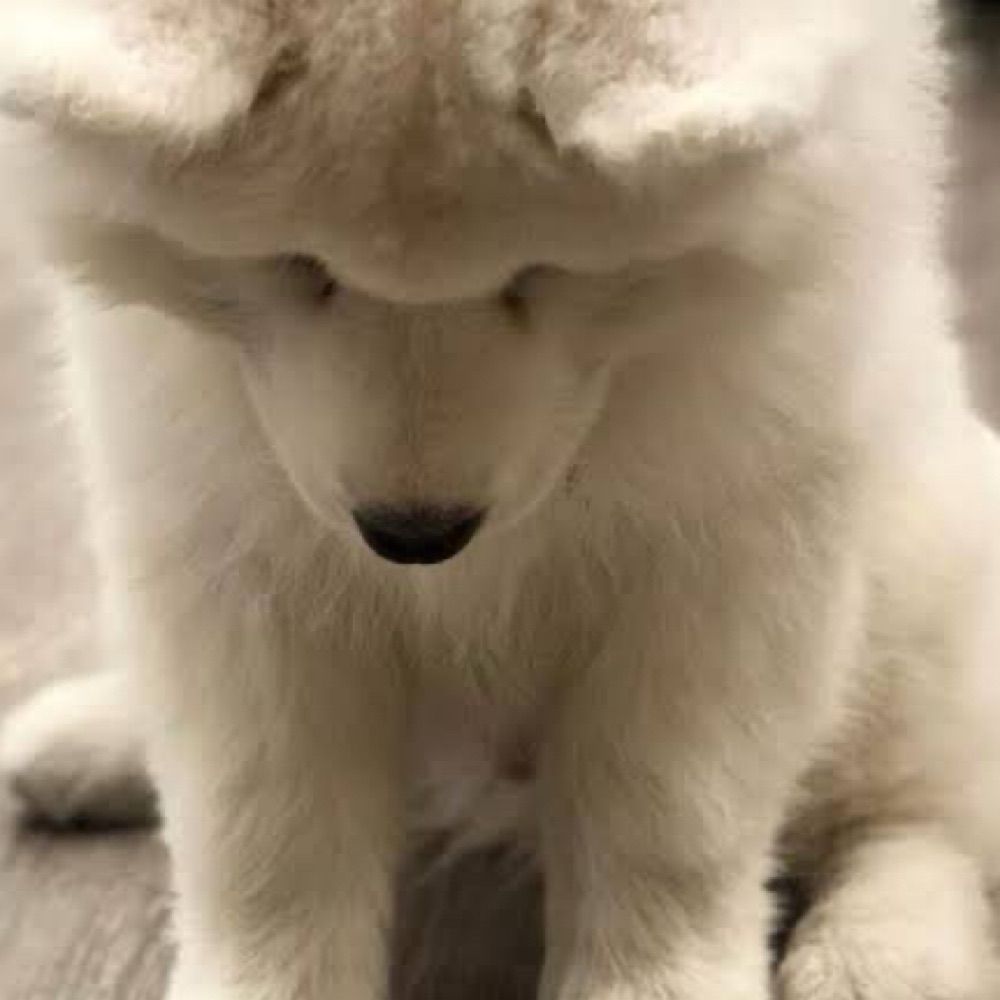 ชพ🐶