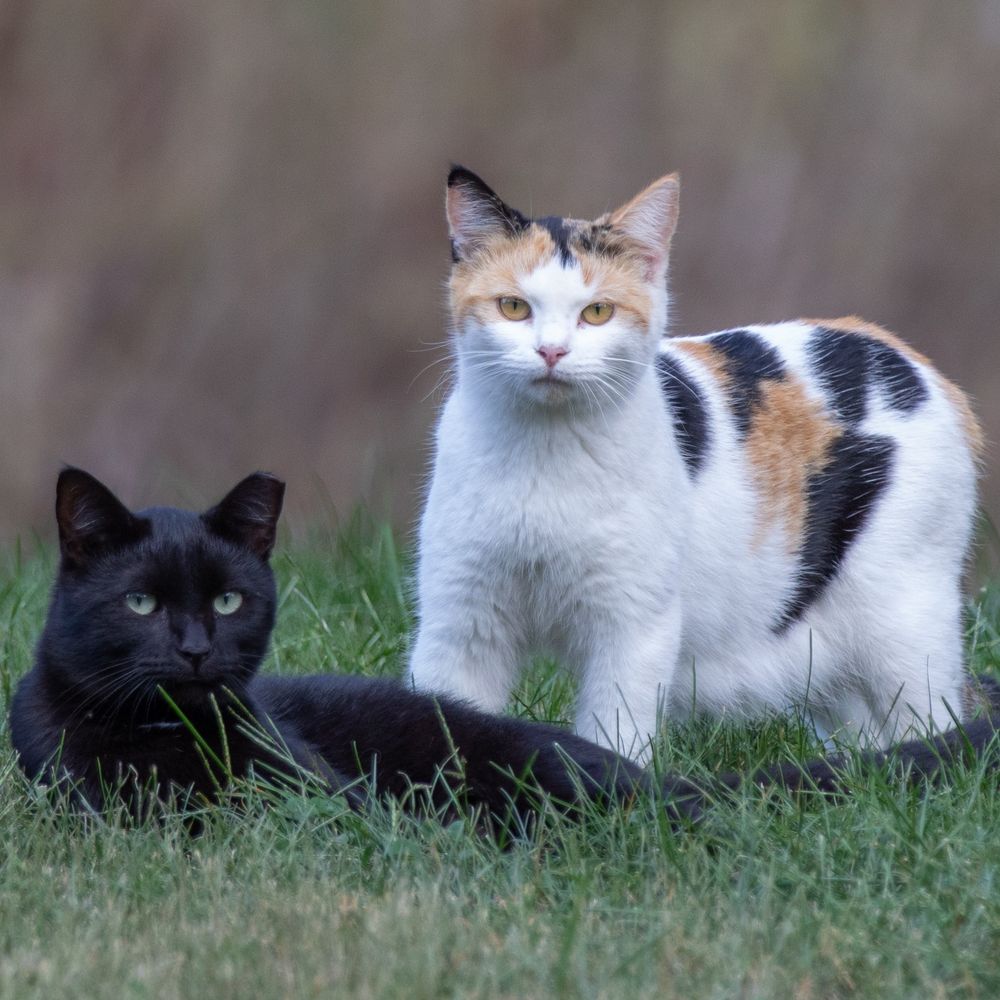 Loudoun Cats