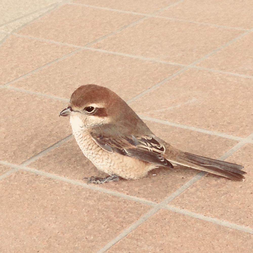 ポピュランタ♏️