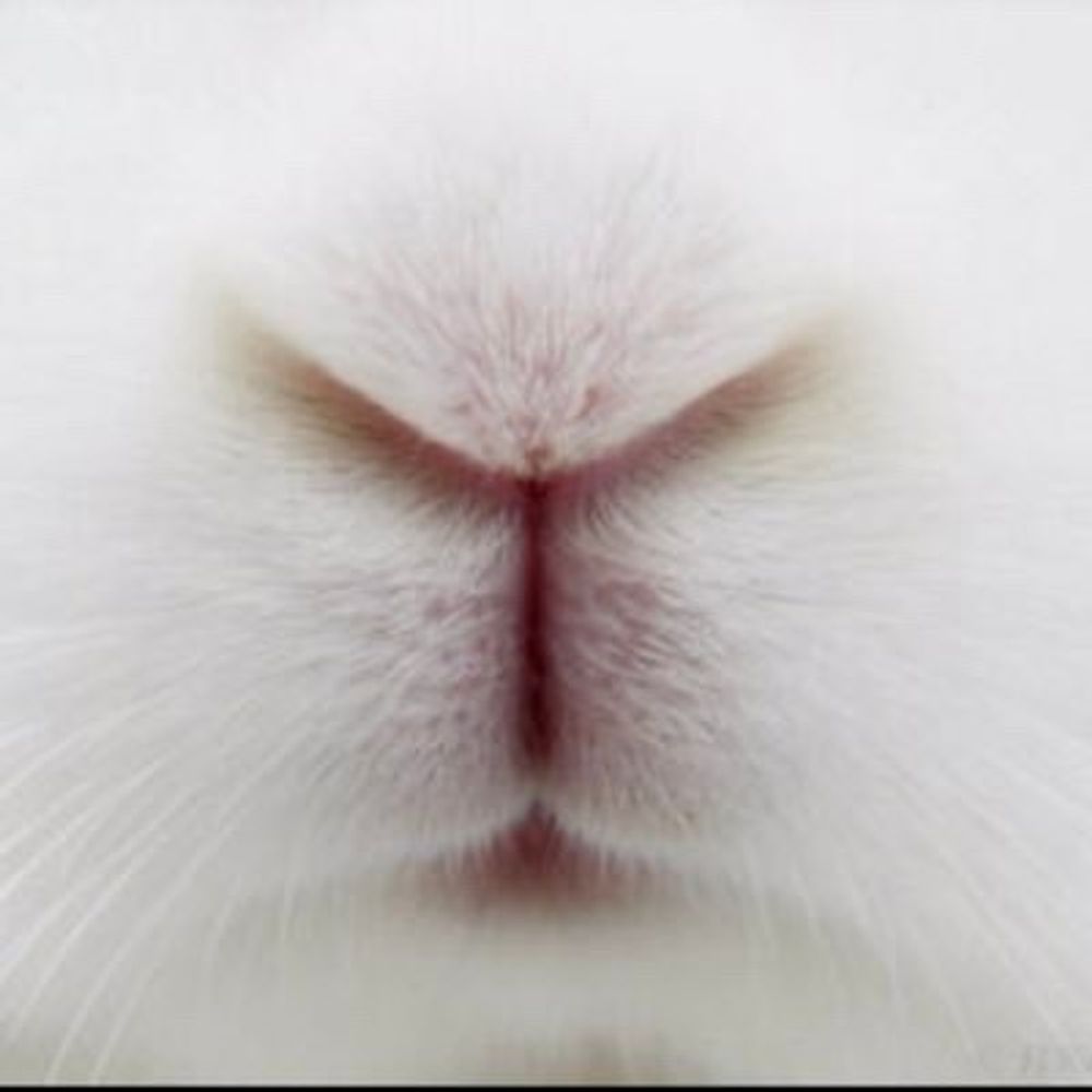 ウサミン