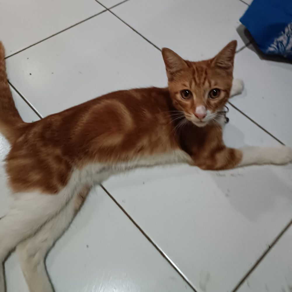 Manusia Langka