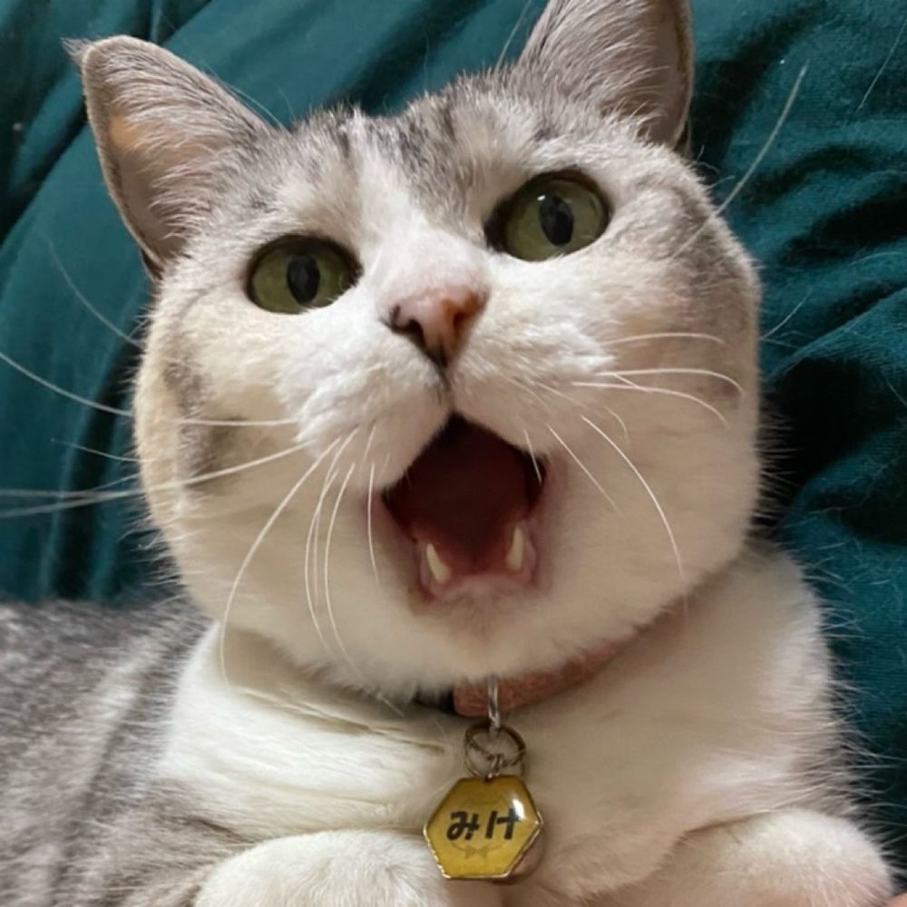 真希🐈🐾