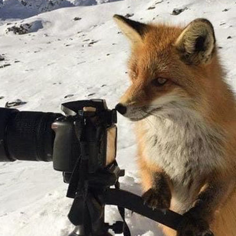ModFox