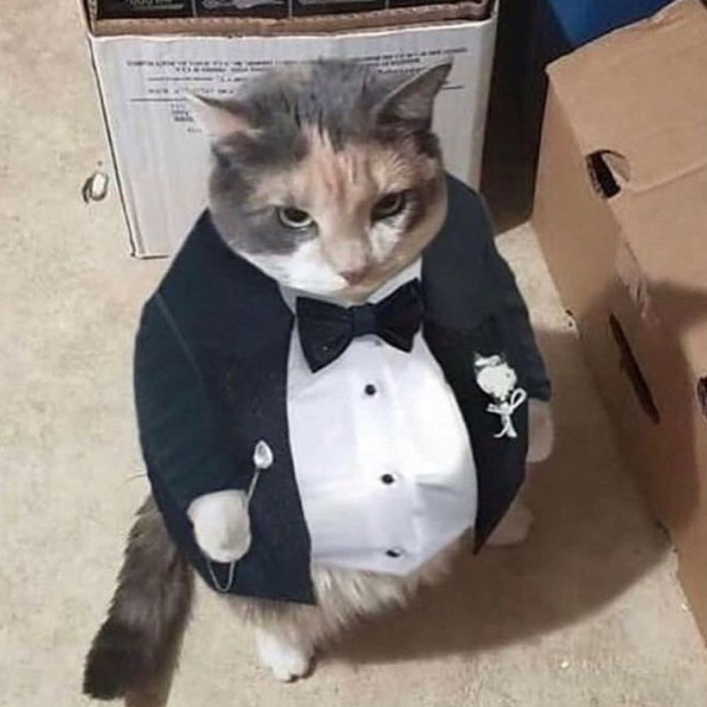 Hourly Cats