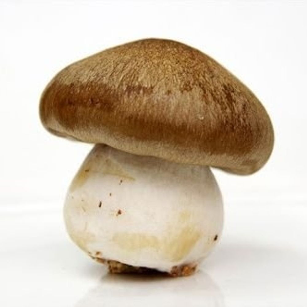 茸