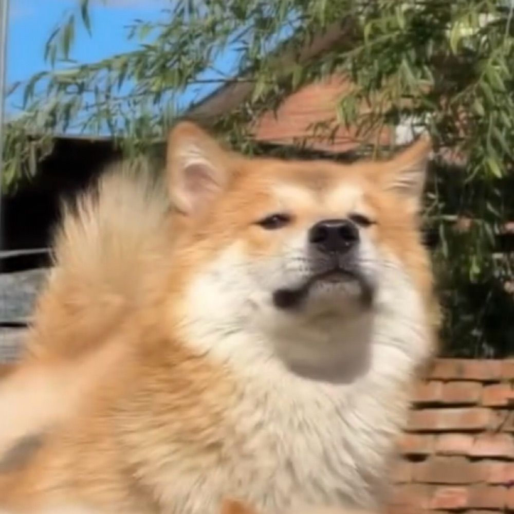 灰白x