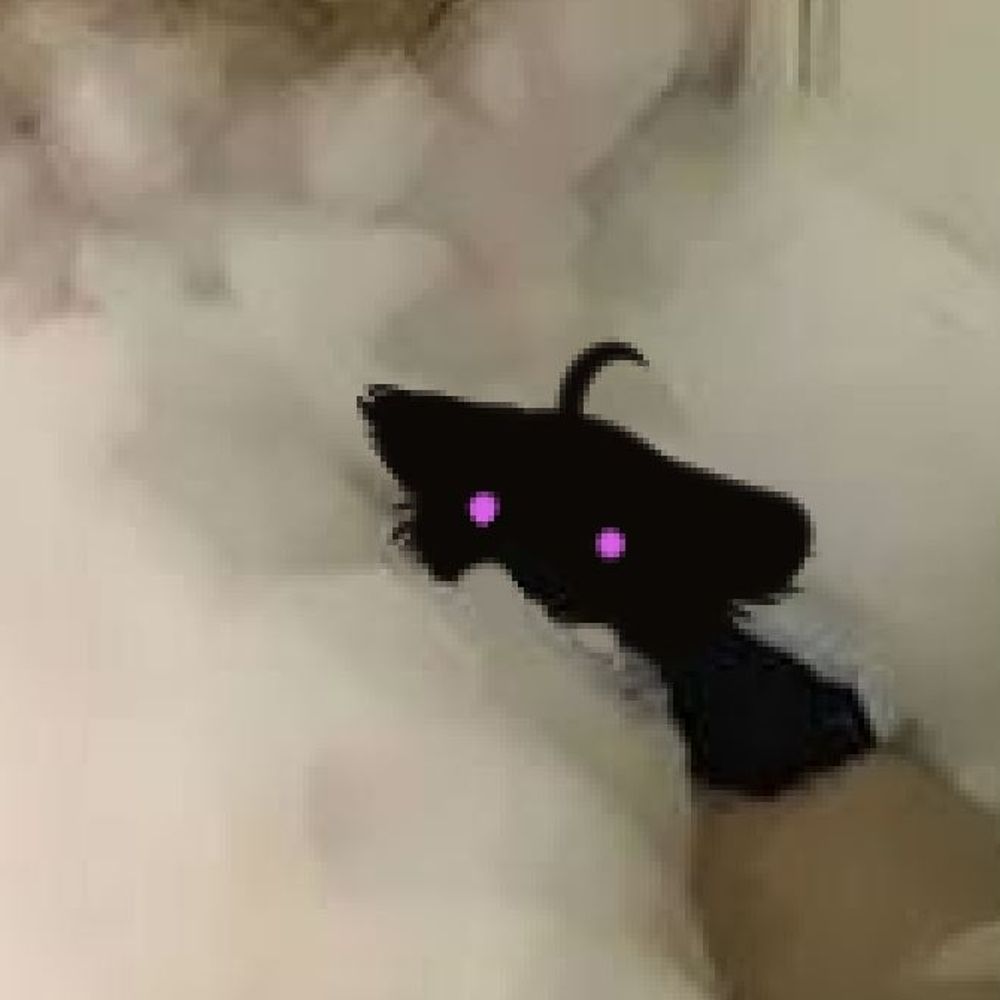 CandleCat