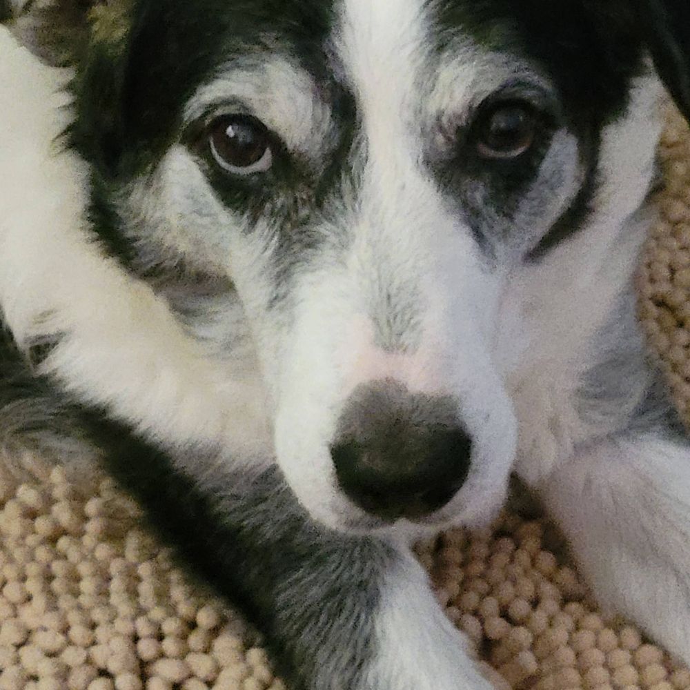 Bonnie