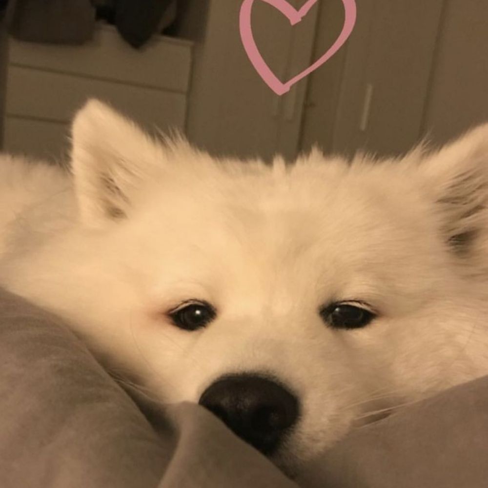 lulu ✨️