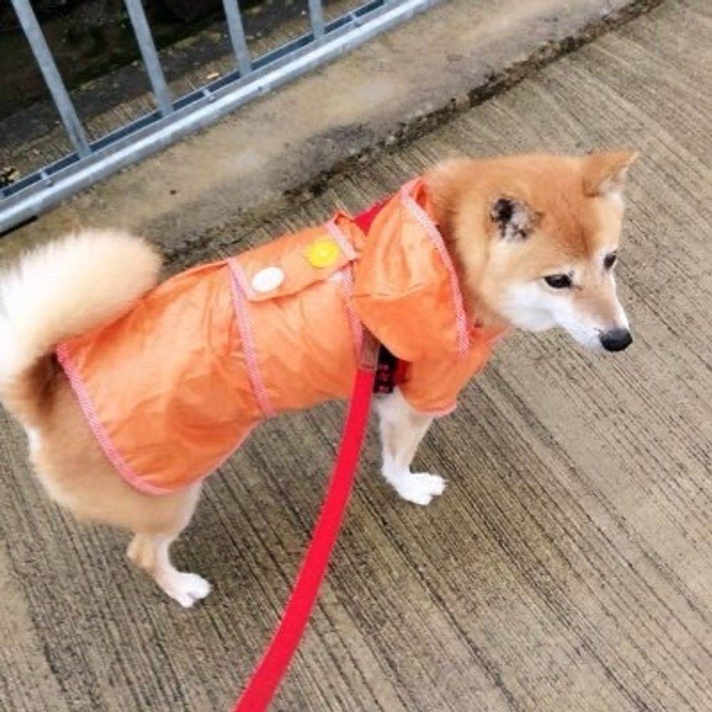 のぞみ